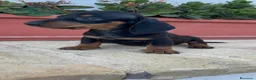 Teckel Miniatura perros en venta: TECKEL MINIATURA - Anuncio 5