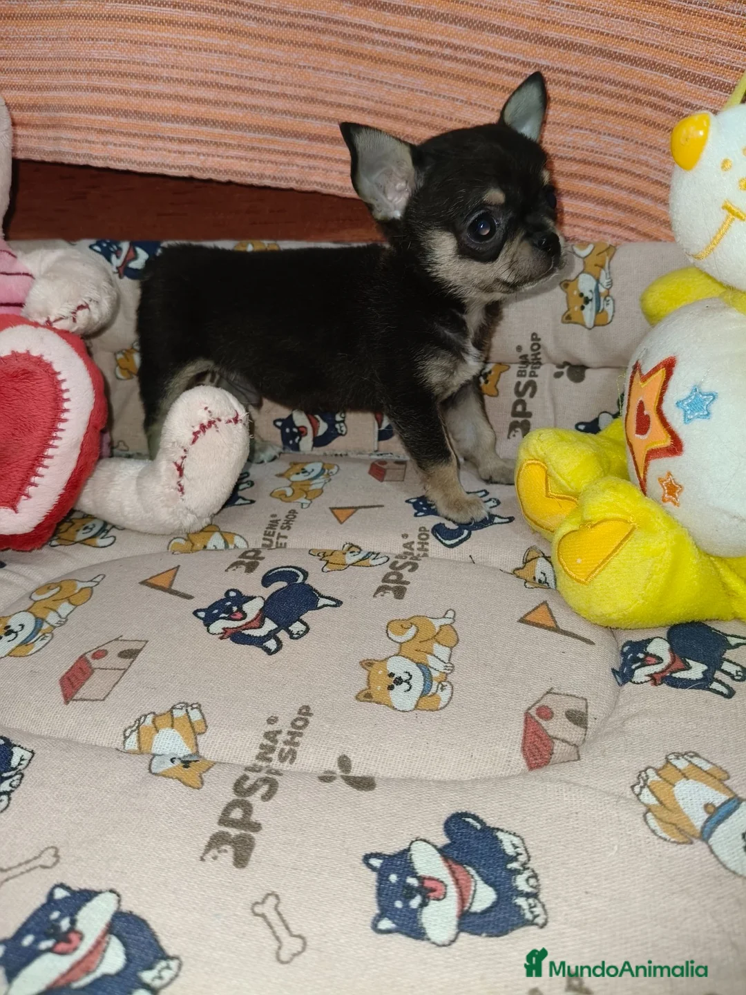 Chihuahua perros en venta: Chihuahua Toy - Anuncio 5