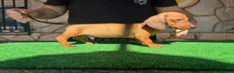 Teckel perros en venta: Teckel kaninchen - Anuncio 4