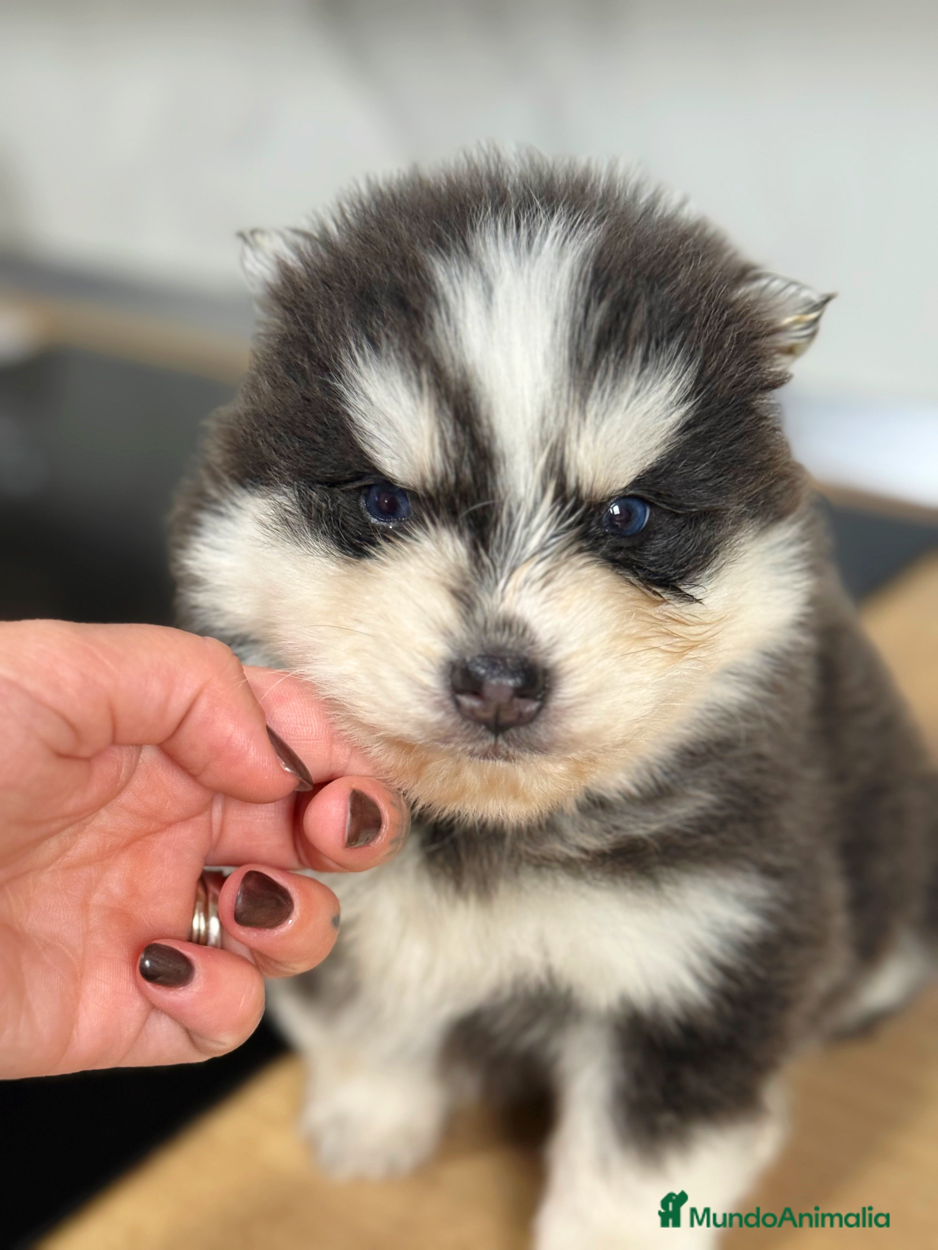 Pomsky perros Pomsky  - Anuncio 1