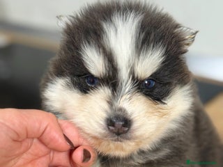 Pomsky perros Pomsky - Anuncio 1