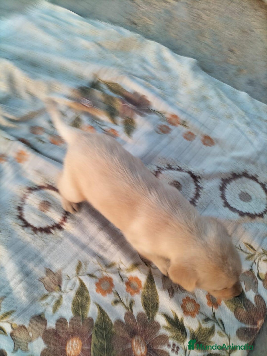 Labrador Retriever perros en venta: Labrador retriever  - Imagen 10