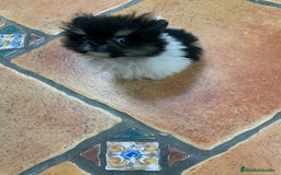 Pomerania perros en venta: Macho pomerania - Imagen 2