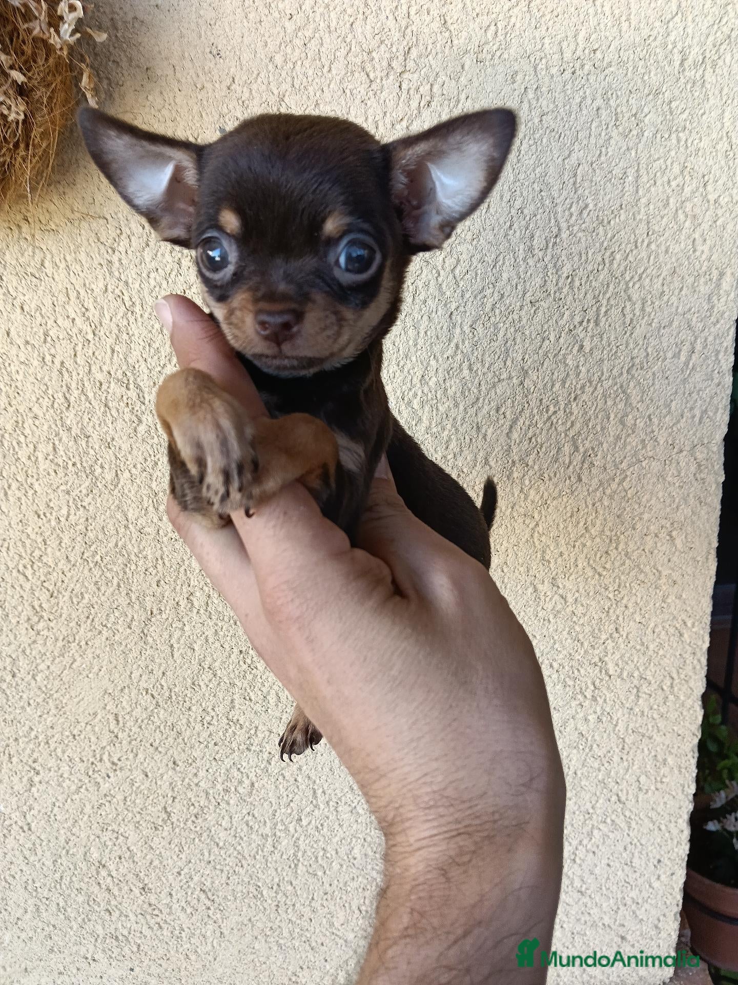 Chihuahua perros Machito Chihuahua Chocolate Fuego Toy - Anuncio 1