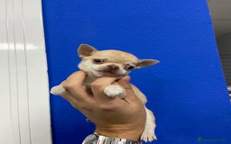 Chihuahua perros en venta: Cachorros Chihuahua 500€ ¡PRECIO REAL! - Imagen 1
