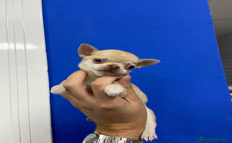 Chihuahua perros - Propaganda 1
