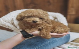 Caniche Toy perros en venta: Machito de Caniche Toy color apricot - Imagen 2