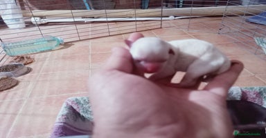 Chihuahua perros - Anuncio 3