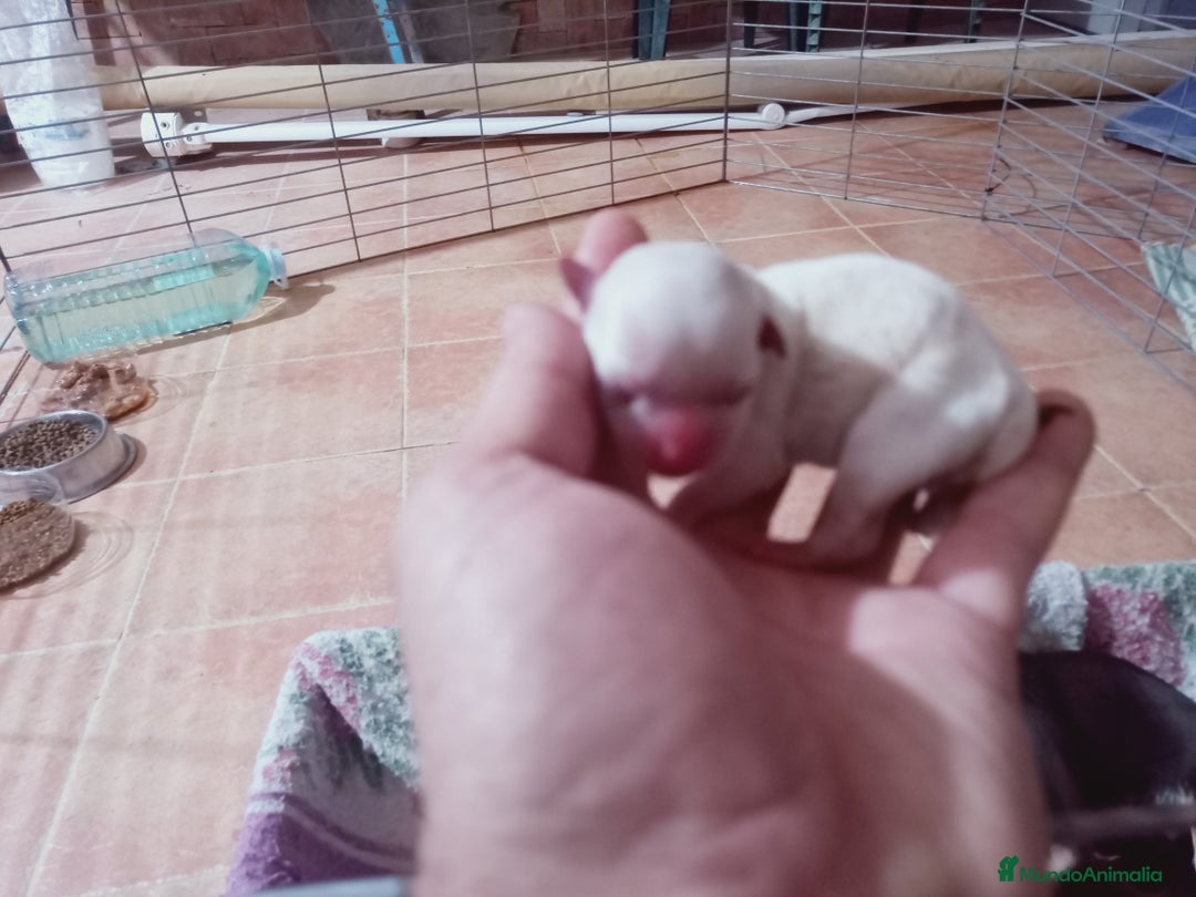 Chihuahua perros en venta: Camada de Sopa Chihuahua  - Imagen 3