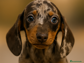 Teckel perros - Anuncio 12