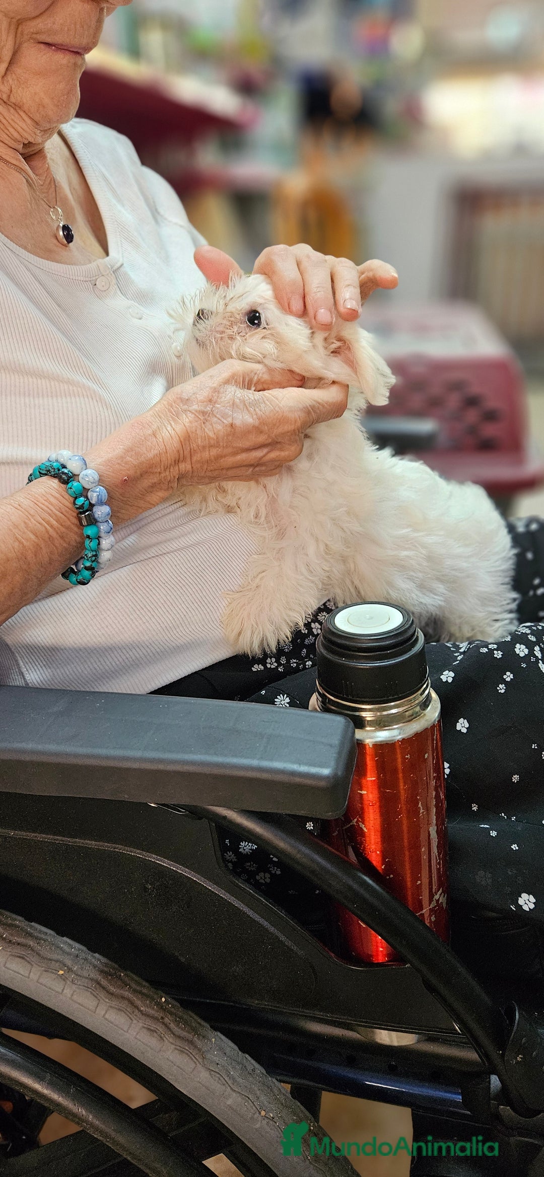 Bichón Maltés perros en venta: Bichon maltés  en Cádiz - Imagen 6