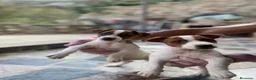 Jack Russell Terrier perros en venta: Preciosa camada de Jack Russell  - Anuncio 3
