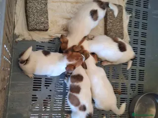 Jack Russell Terrier perros CACHORROS DE JACK RUSSELL - Anuncio 1