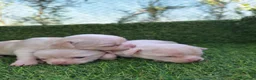 Chihuahua perros en venta: CHIHUAHUAS - Anuncio 3