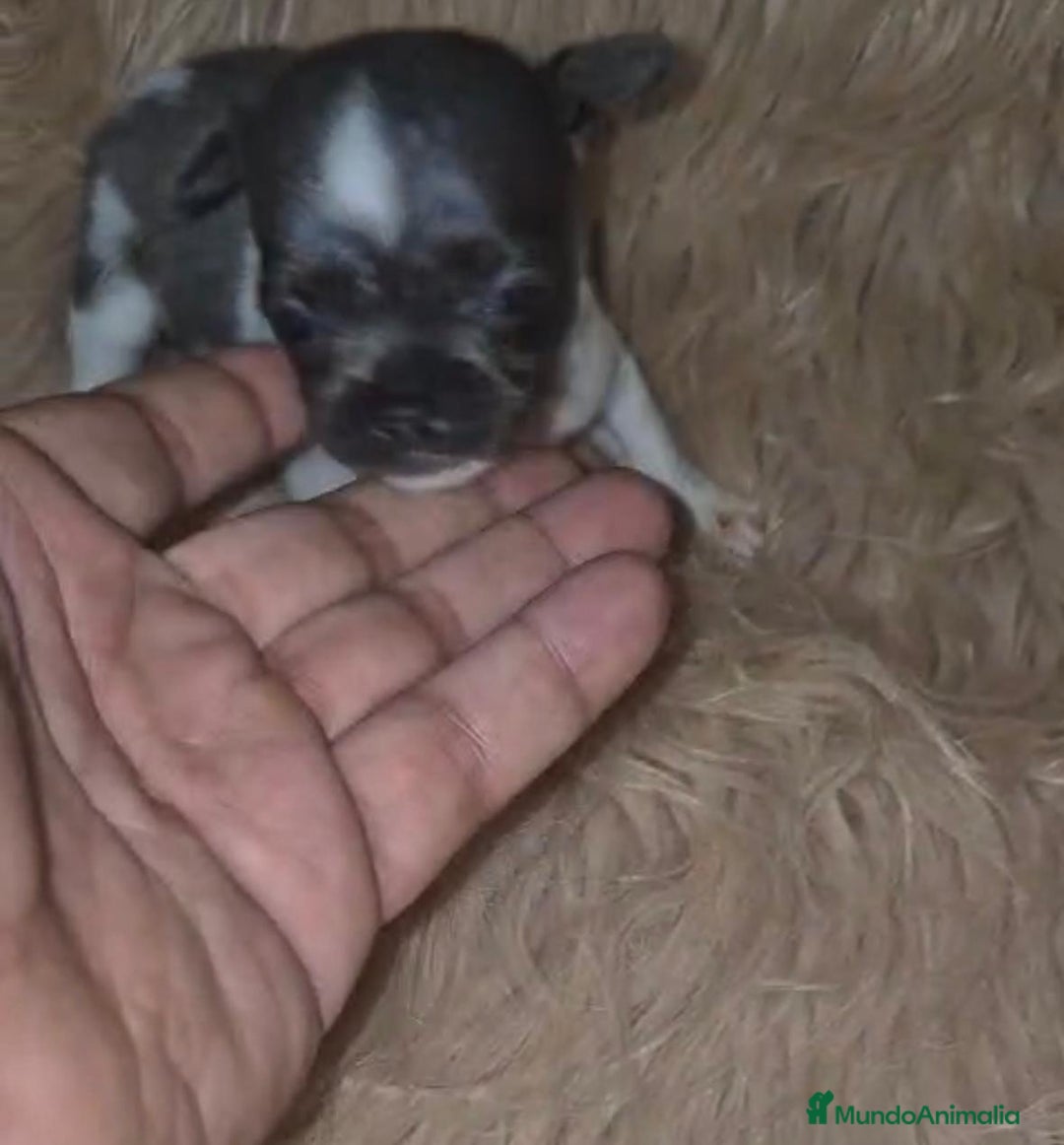 Chihuahua perros en venta: Chihuahuas rusos mini toy  - Imagen 2