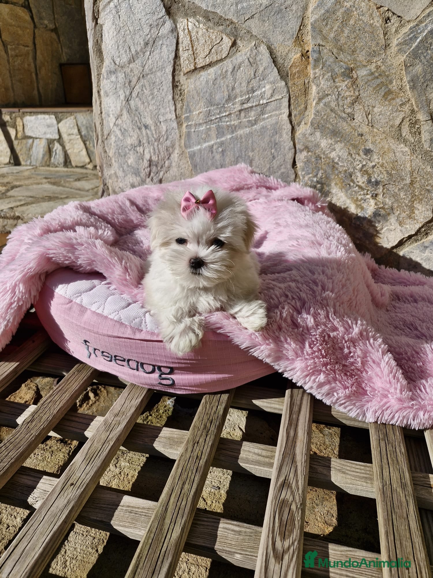 Bichón Maltés perros Bichón Maltés preciosos  en Barcelona - Anuncio 23