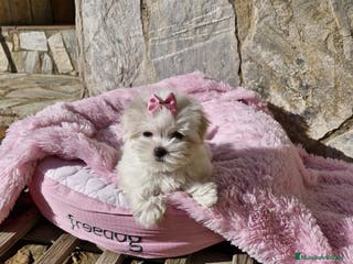 Bichón Maltés perros Bichón Maltés preciosos en Barcelona - Anuncio 30