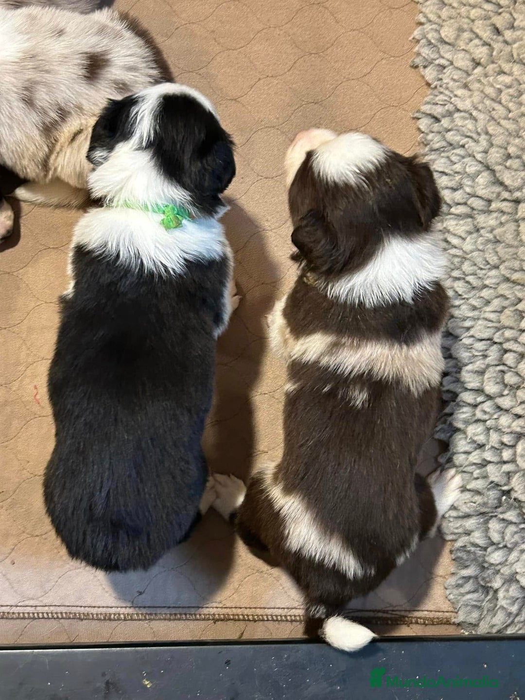 Border Collie perros en venta: Cachorros border collie - Anuncio 3
