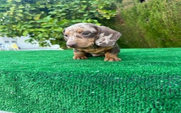Teckel Miniatura perros en venta: teckel arlequin chocolate  - Imagen 2
