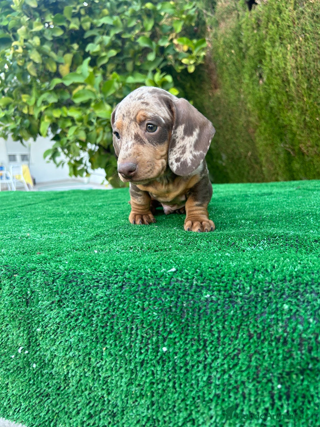 Teckel Miniatura perros en venta: teckel arlequin chocolate  - Imagen 2