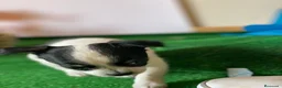 Chihuahua perros en venta: Chihuahuas socializados !! en Ciudad Real - Anuncio 8