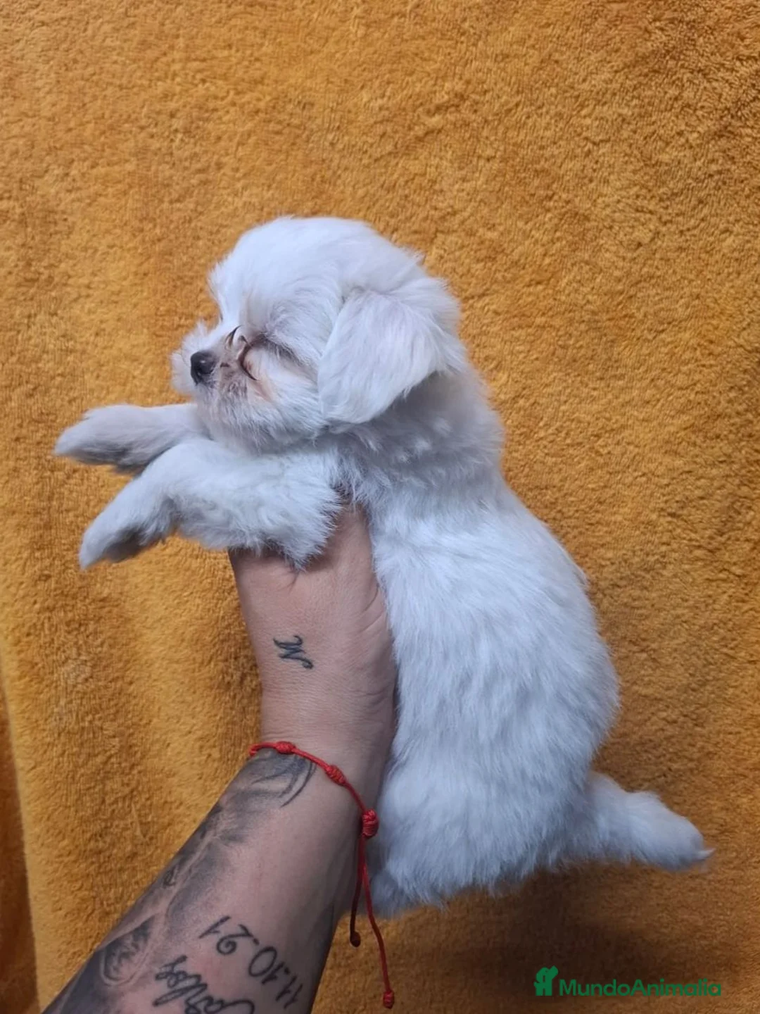Bichón Maltés perros en venta: Bichón maltés  - Anuncio 2