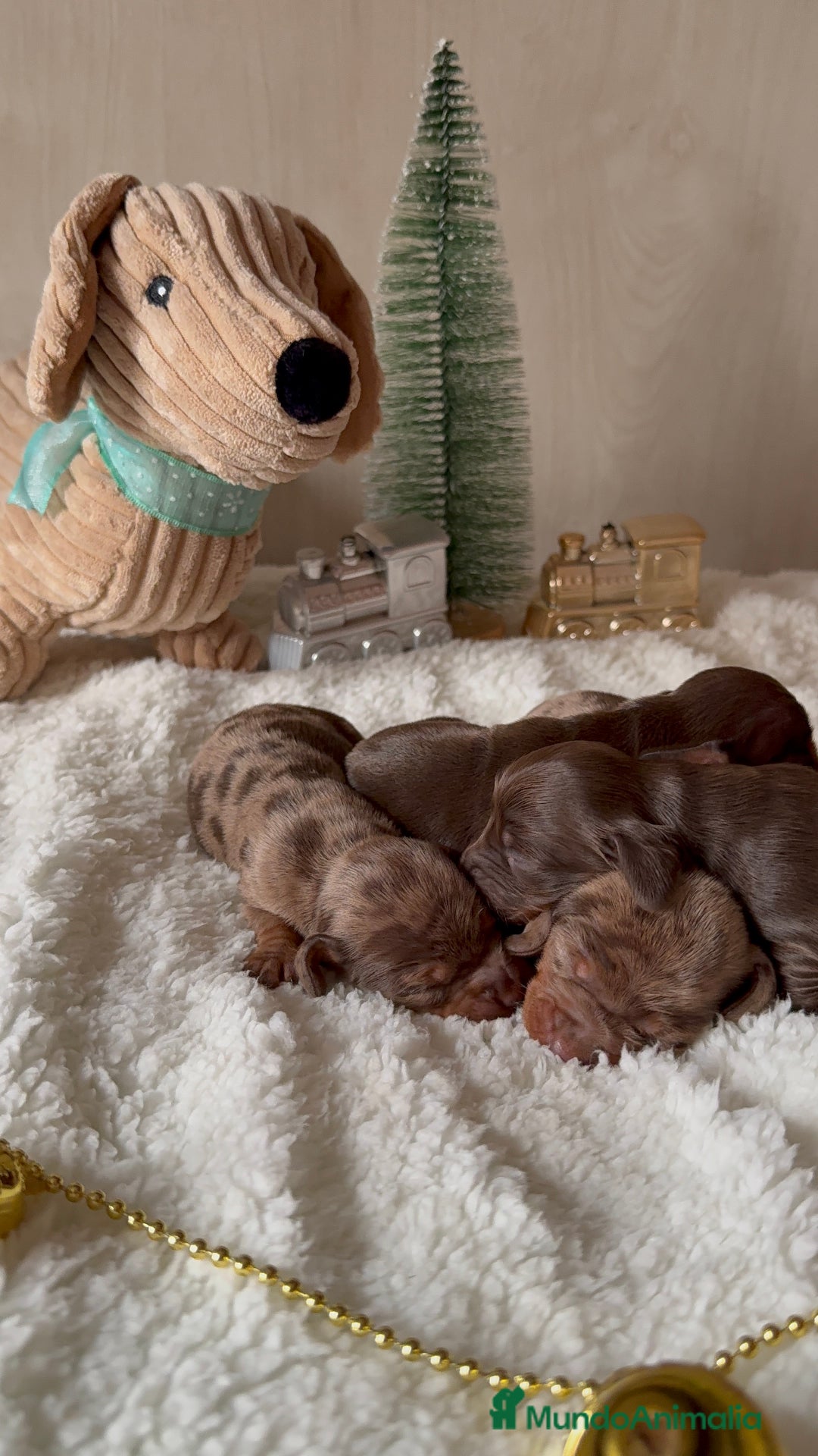 Teckel Miniatura perros en venta: Teckel mini chocolate arlequin  - Anuncio 1