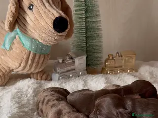 Teckel Miniatura perros Teckel mini chocolate arlequin - Anuncio 22