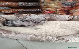 Bulldog Francés perros en venta: CACHORROS BULLDOG FRANCÉS MERLE BLUE - Imagen 1