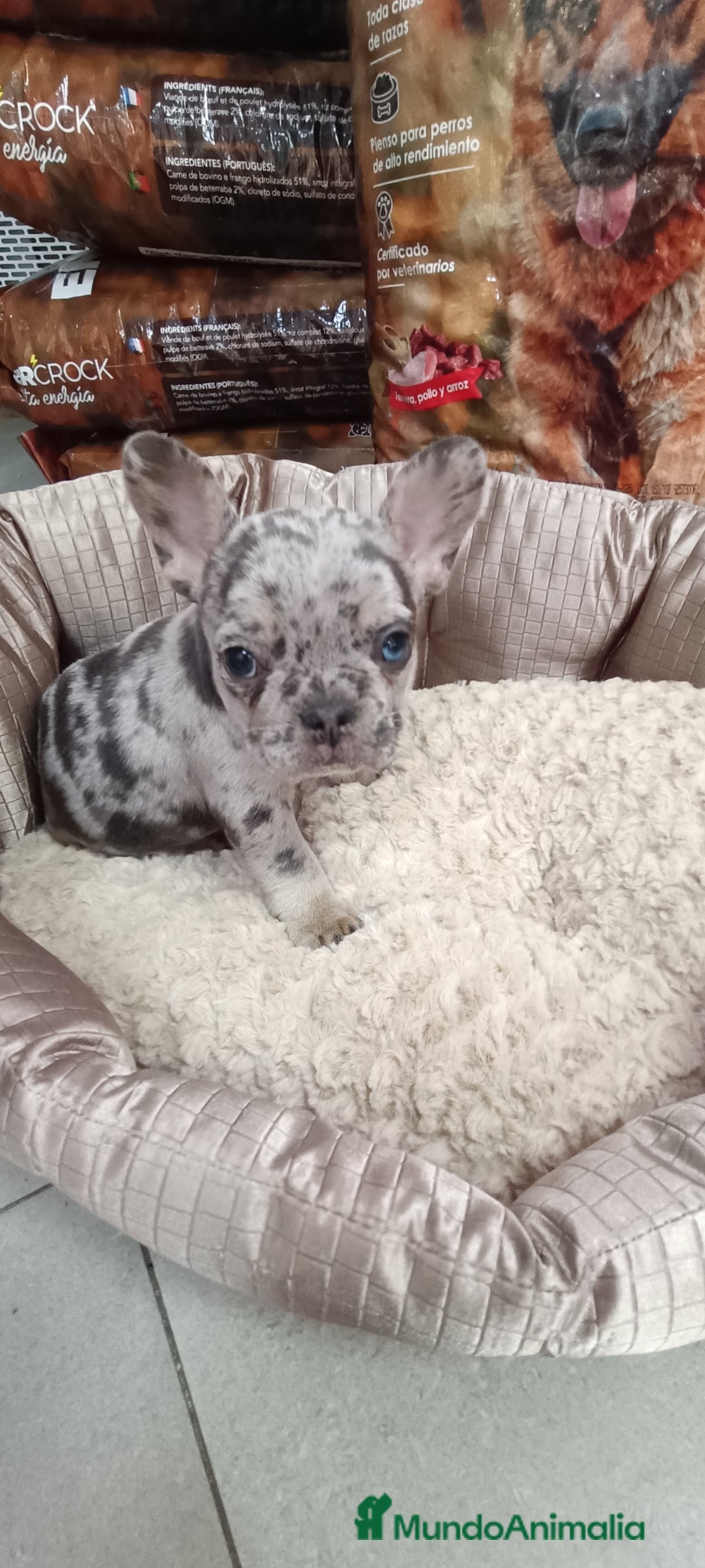 Bulldog Francés perros en venta: CACHORROS BULLDOG FRANCÉS MERLE BLUE - Imagen 1