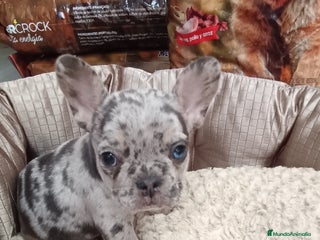 Bulldog Francés perros - Anuncio 4