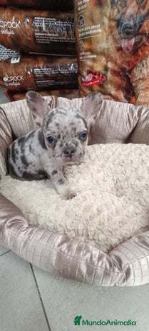 Bulldog Francés perros - Anuncio 1
