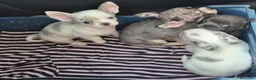 Chihuahua perros en venta: Chihuahua  - Anuncio 2