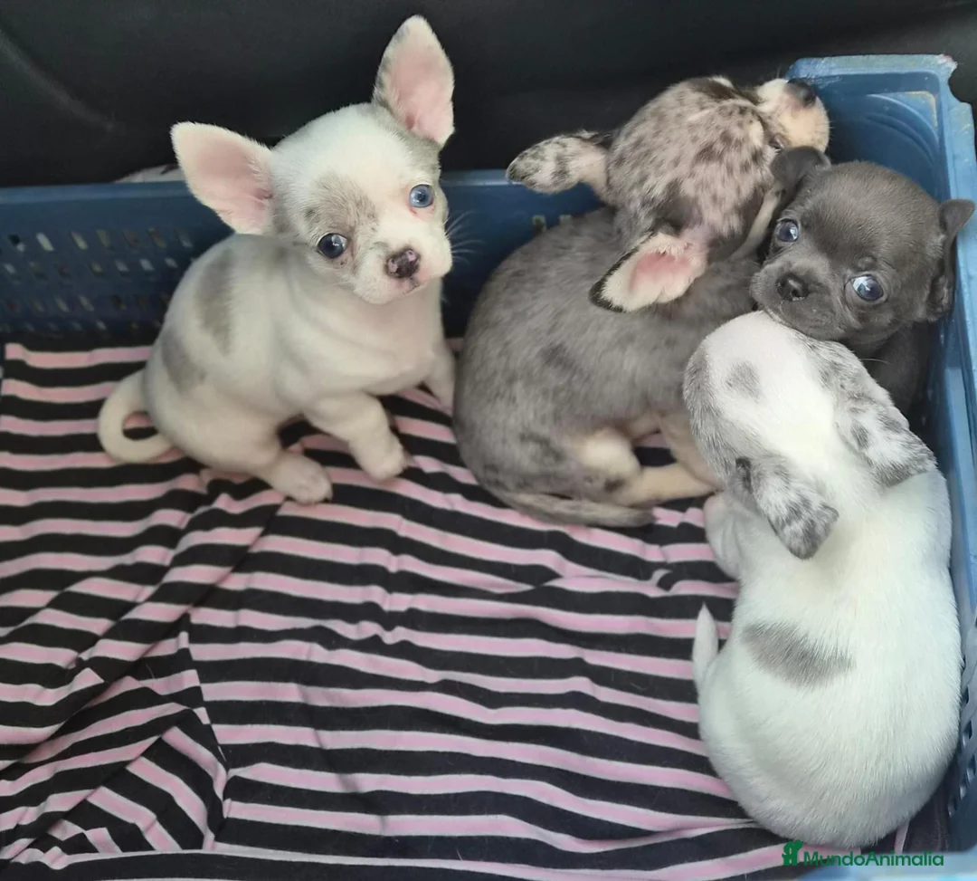 Chihuahua perros en venta: Chihuahua  - Anuncio 2