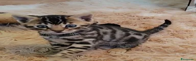 Bengalí Gatito 4