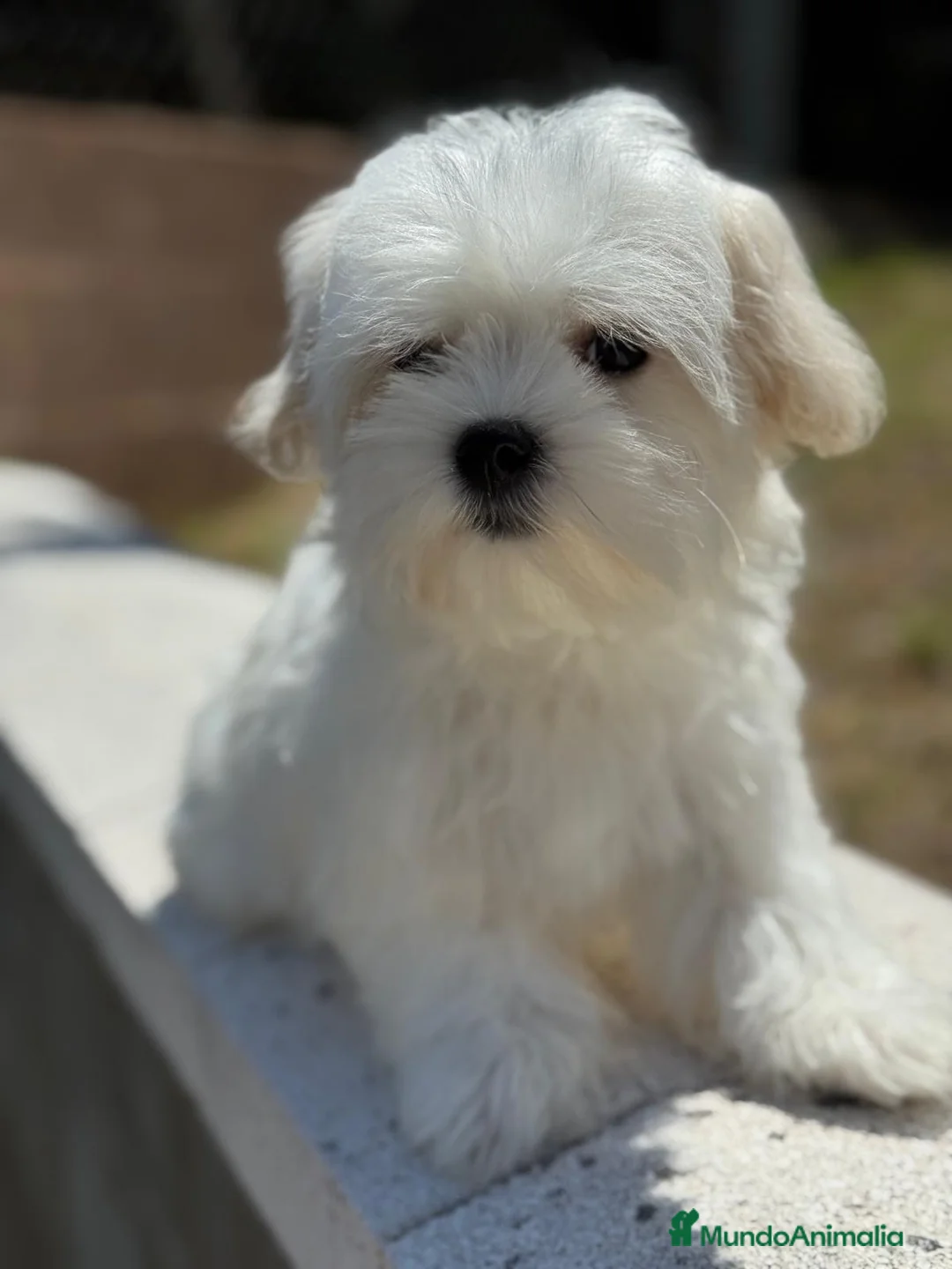 Bichón Maltés perros en venta: MALTES AMERICANO - Anuncio 3