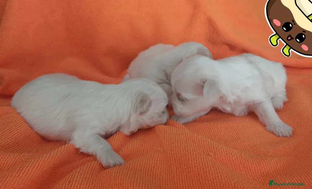 Bichón Maltés perros en venta: BICHÓN MALTES HEMBRITAS - Anuncio 4