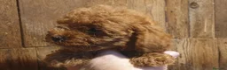 Caniche Toy perros en venta: Caniche toy - Anuncio 9