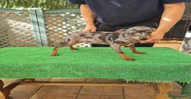 Ratón de Praga perros - Anuncio 9