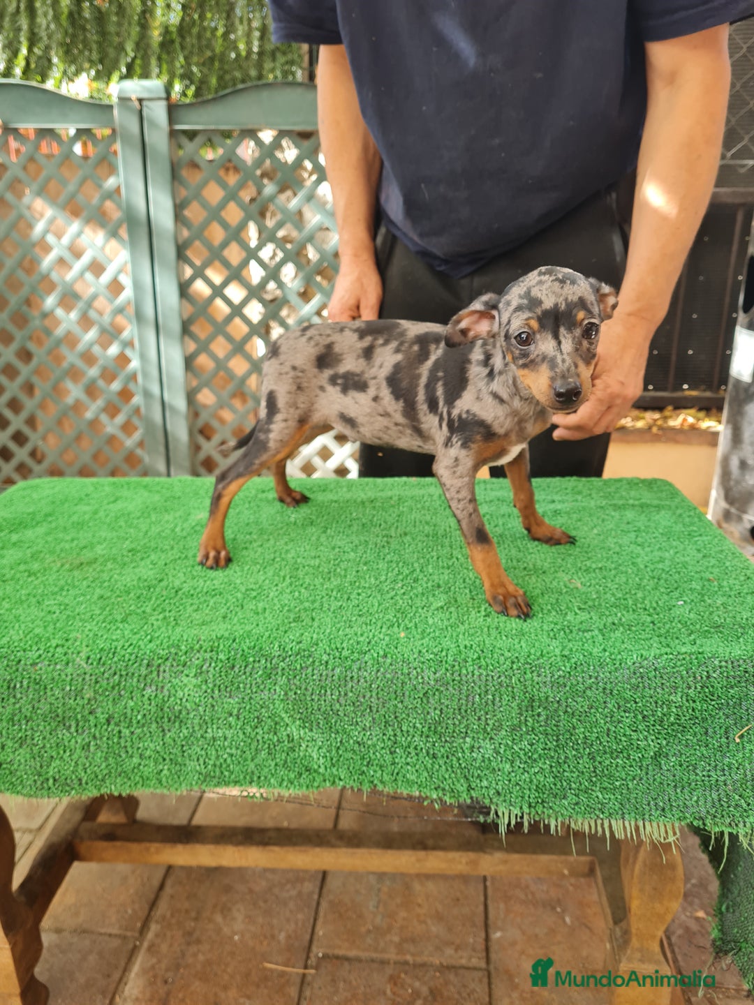 Ratón de Praga perros en venta: Raton de praga - Imagen 3