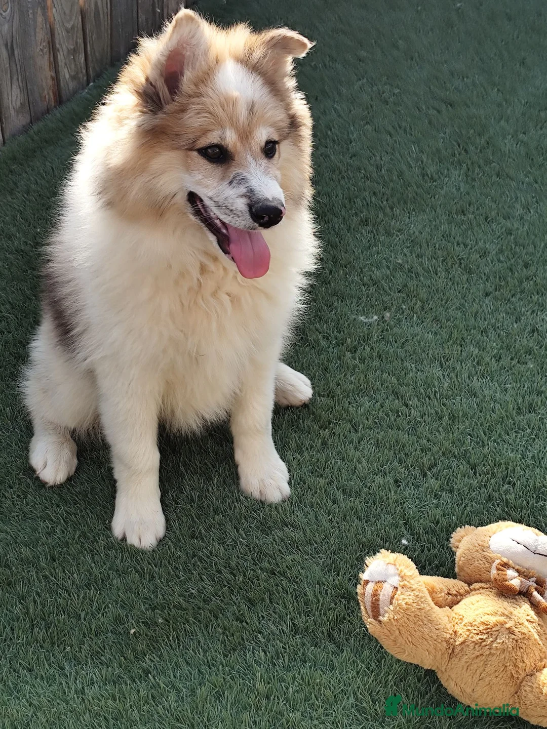 Border Collie perros en venta: Bordercollie  - Anuncio 2