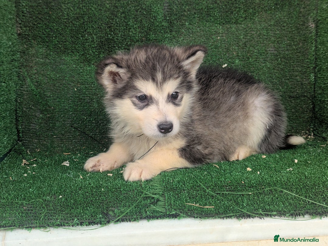 Alaskan Malamute perros en venta: Alaskan malamuten - Anuncio 6