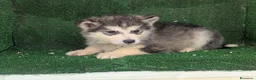 Alaskan Malamute perros en venta: Alaskan malamuten - Anuncio 6