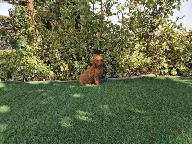 Caniche Toy perros - Anuncio 1