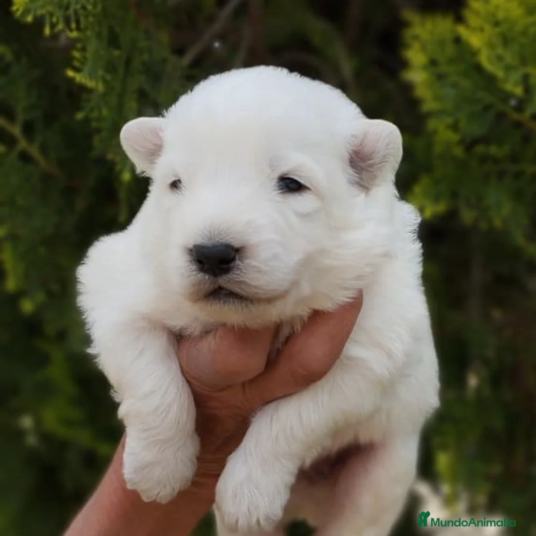 Pastor Blanco Suizo perros en venta: CADELLS DE PASTOR BLANC SUIS - Anuncio 2