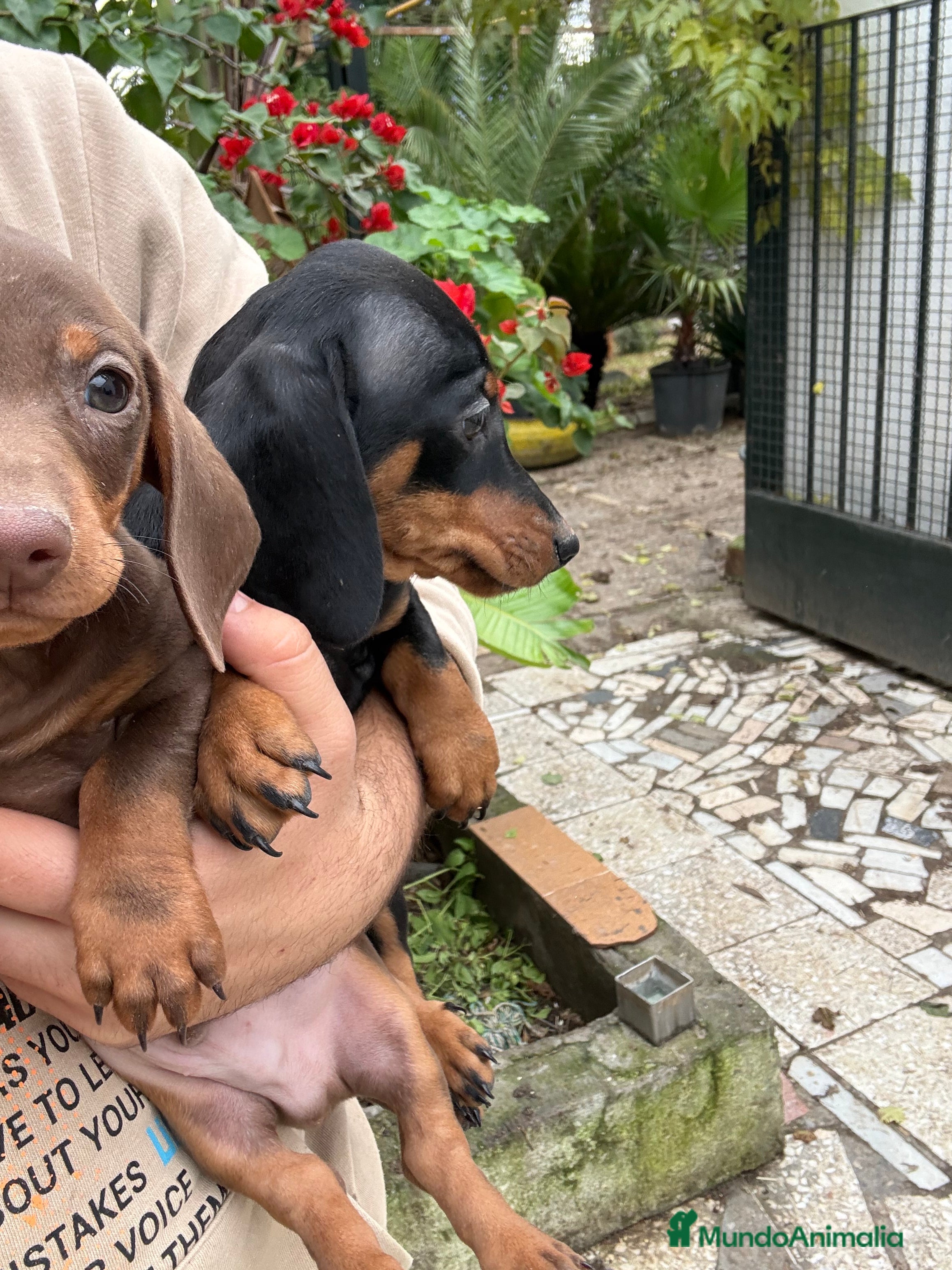 Teckel Miniatura perros Teckels mini y kaninchen  - Anuncio 35