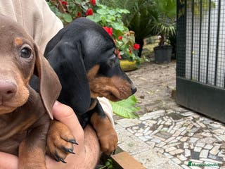 Teckel Miniatura perros Teckels mini y kaninchen - Anuncio 18