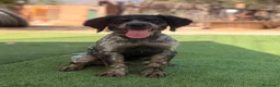 Épagneul Breton perros en venta: BRETON - Anuncio 3