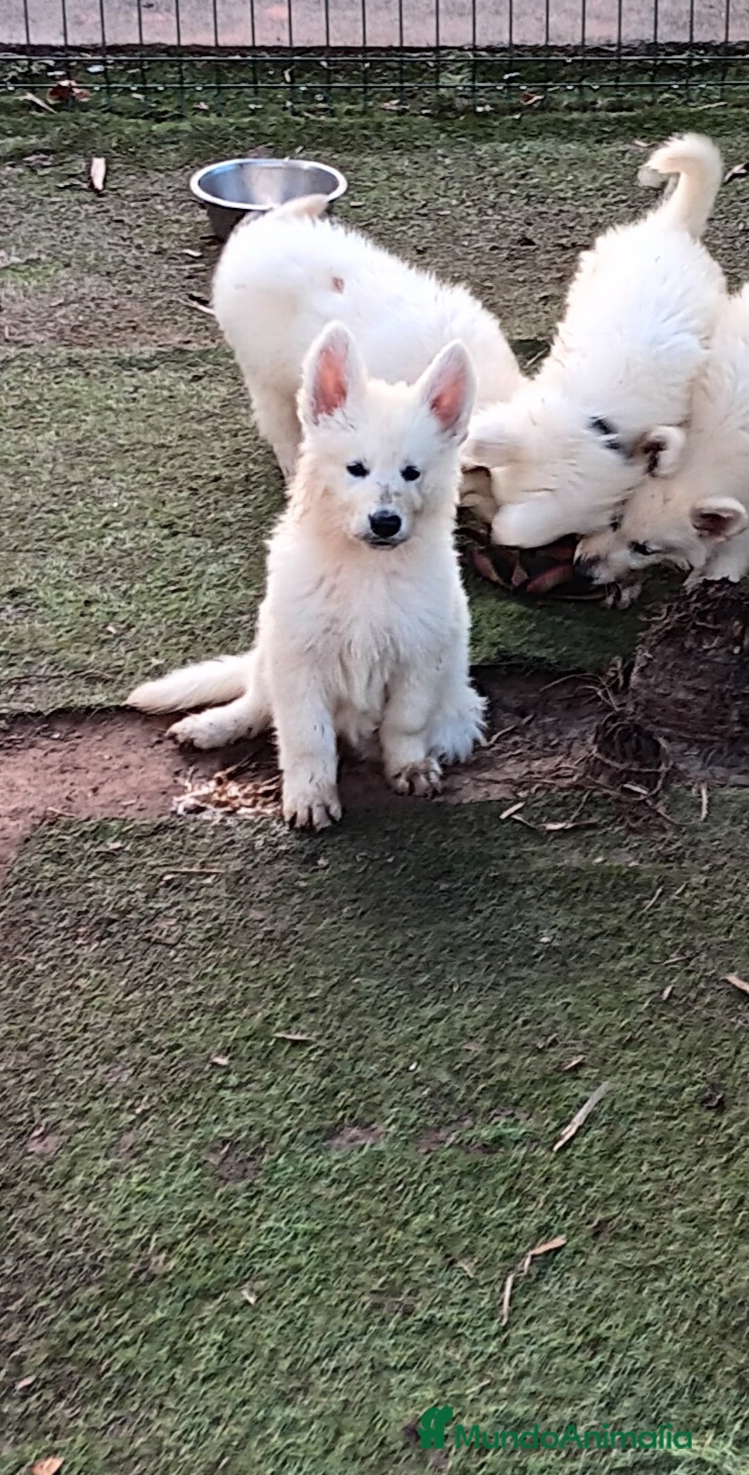 Pastor Blanco Suizo perros en venta: Pastor Blanco Suizo  - Imagen 2