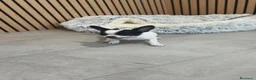 Chihuahua perros en venta: Chihuahua hembra preciosa  - Anuncio 2